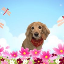 Mダックスフント