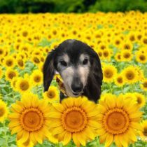 Mダックスフント