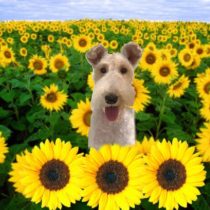 ワイヤーフォックステリア