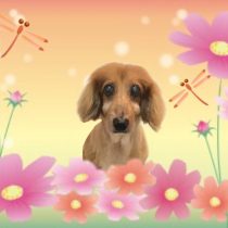 Mダックスフント