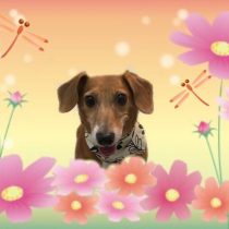 トイプードル×ジャックラッセルテリアMIX