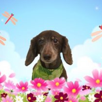 Mダックスフント