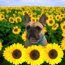 フレンチブルドッグ