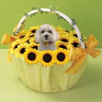 マルチーズ×トイプードル