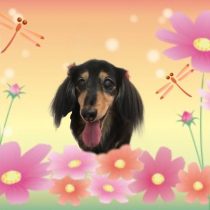 Mダックスフント