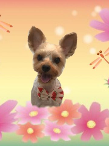 ヨークシャーテリア