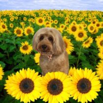 オーストラリアンラブラドゥードゥル