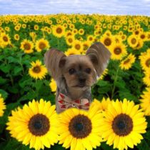 ヨークシャーテリア