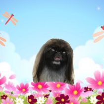 ペキニーズ