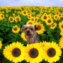 ヨークシャーテリア