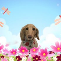 Mダックスフント