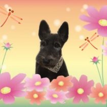 スコティッシュフォールド