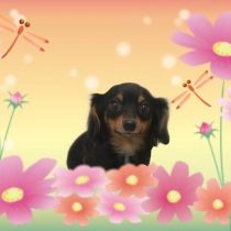 チワワ×MダックスフントMIX