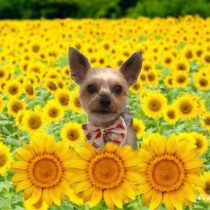 ヨークシャーテリア