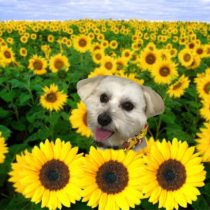 マルチーズ×トイプードルmix