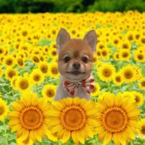 ポメラニアン×チワワmix