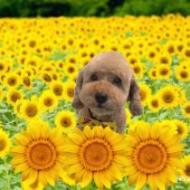 トイプー×ダックスMIX