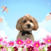 マルチーズ×トイプードルmix