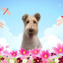 ワイヤーフォックステリア