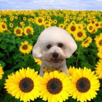 ビションフリーゼ