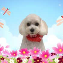 マルチーズ×トイプードルmix