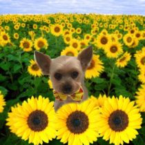 ヨークシャーテリア