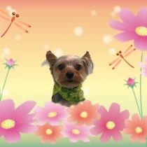 ヨークシャーテリア