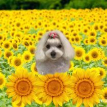 マルチーズ×トイプードルmix