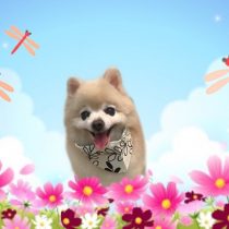 ポメラニアン