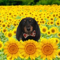 Mダックスフント