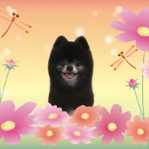 ポメラニアン