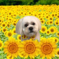 ペキニーズ×ビションmix