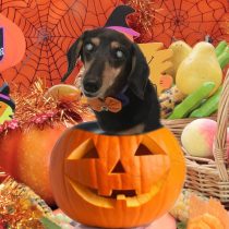 Mダックスフント