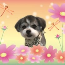 マルチーズ×チワワmix