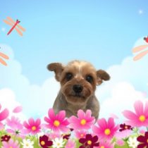 ヨークシャーテリア