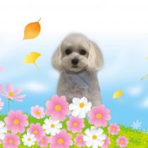 マルチーズ×トイプードルmix