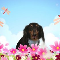 Mダックスフント