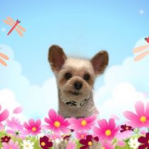 ヨークシャーテリア