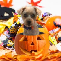 ヨークシャーテリア