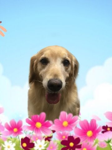 ゴールデンレトリバー