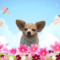 チワワ×ダックス