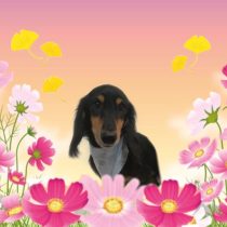 Mダックスフント