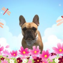 フレンチブルドッグ