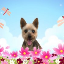 ヨークシャーテリア