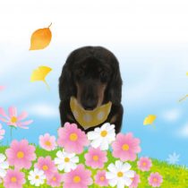 Mダックスフント