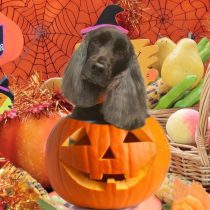 イングリッシュコッカースパニエル