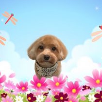 マルチーズ×トイプードル