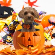 チワワ×トイプードルmix