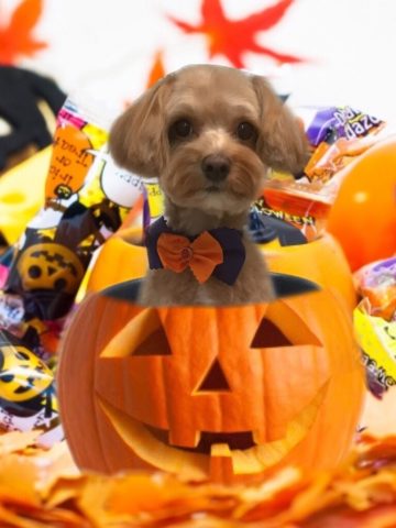 チワワ×トイプードルmix