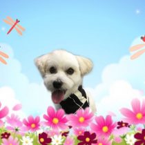 マルチーズ×トイプードルmix